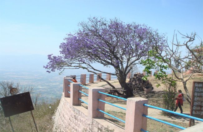 paigoda-point